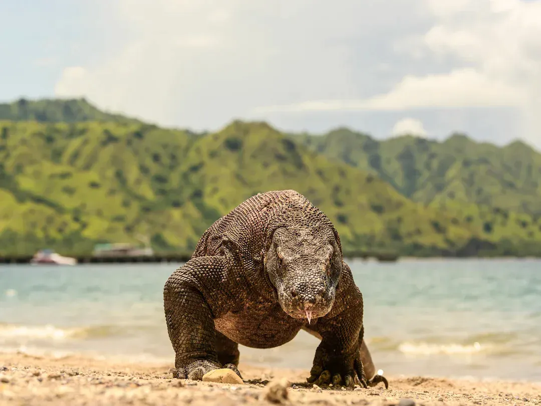 Komodo Dragons: Essential Facts Before Your Visit in 2026