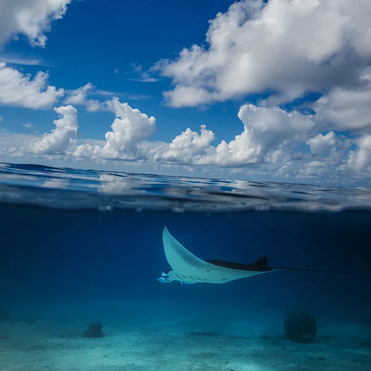 Manta Point Komodo 2027: Where & When to Dive Karang Makassar