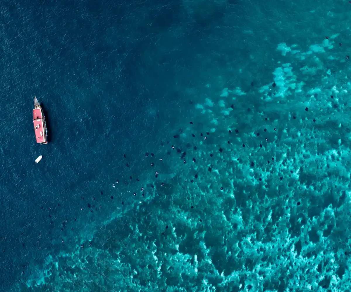 Manta ray at Karang Makassar