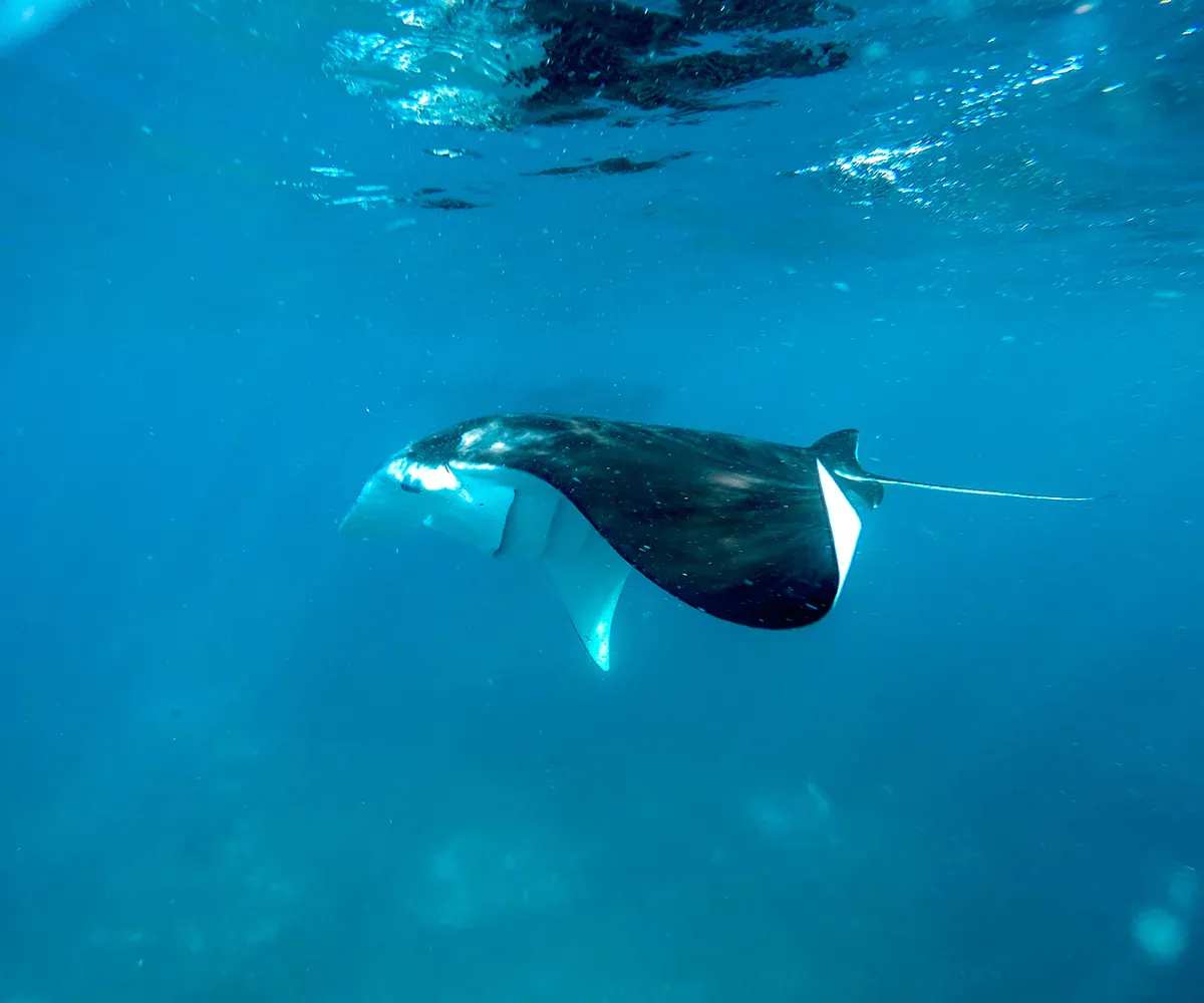 Komodo Luxury Liveaboard 2027, Month by Month: Sea State, Visibility, Manta and Price Tier
