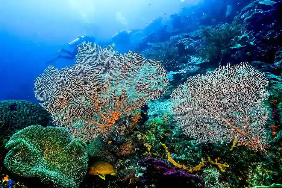 Coral reef diving in Raja Ampat