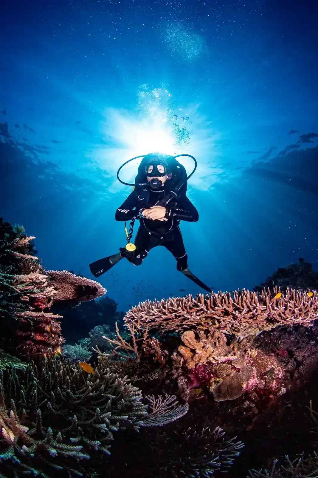 Scuba diver on a Komodo National Park reef